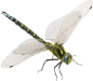 fly-bug