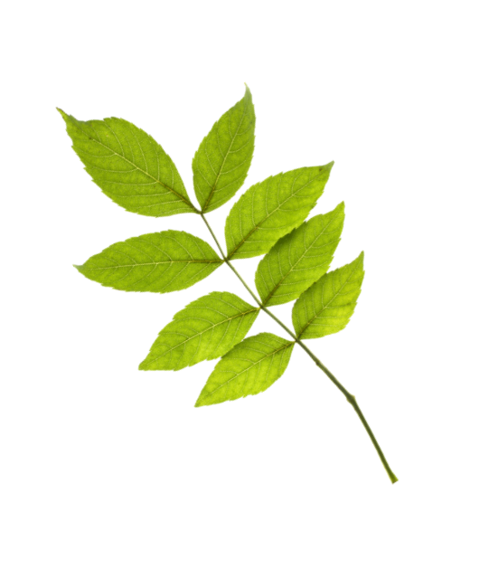 slider-leaf